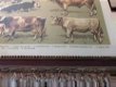 muurdecoratie , koe en stier - 6 - Thumbnail