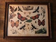 vlinder , schilderij - 7
