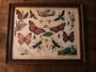 vlinder , schilderij - 7 - Thumbnail