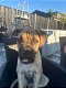 Lieve Cane corso van 4,5 maand - 0 - Thumbnail