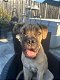 Lieve Cane corso van 4,5 maand - 1 - Thumbnail