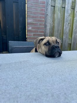 Lieve Cane corso van 4,5 maand - 2