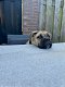 Lieve Cane corso van 4,5 maand - 2 - Thumbnail