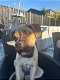 Lieve Cane corso van 4,5 maand - 3 - Thumbnail