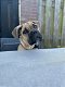 Lieve Cane corso van 4,5 maand - 4 - Thumbnail