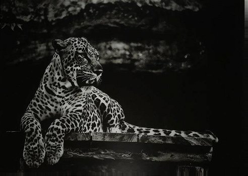 schilderij op glas , leeuw , luipaard - 0