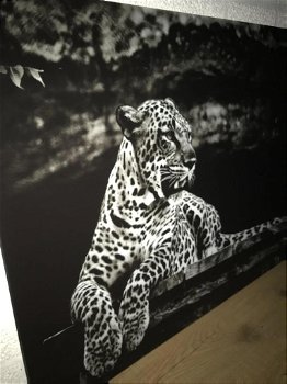 schilderij op glas , leeuw , luipaard - 2