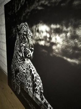 schilderij op glas , leeuw , luipaard - 3