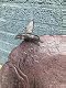 vogelbad , vogel , voederbak voor vogels - 5 - Thumbnail
