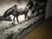 schilderij op glas , paarden - 2 - Thumbnail