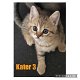 Half Britse korthaar kittens - 1 - Thumbnail