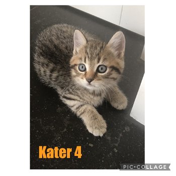 Half Britse korthaar kittens - 2