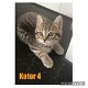 Half Britse korthaar kittens - 2 - Thumbnail