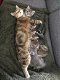 Half Britse korthaar kittens - 3 - Thumbnail