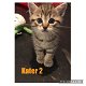 Half Britse korthaar kittens - 4 - Thumbnail