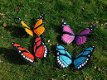 vlinders , vlinder - 0 - Thumbnail