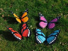 vlinders , vlinder