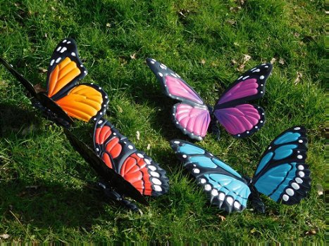 vlinders , vlinder - 1