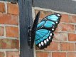 vlinders , vlinder - 2 - Thumbnail