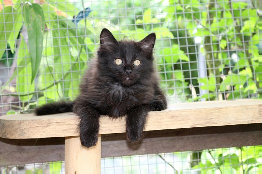 2 mooie maine coon katertjes beschikbaar - 1