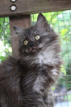 2 mooie maine coon katertjes beschikbaar - 3