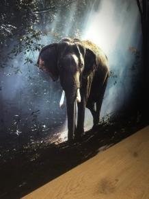olifant , glasschilderij , kado - 0