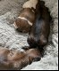Boemer puppy's - 0 - Thumbnail