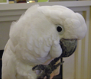 Kaketoe papegaai - 0 - Thumbnail