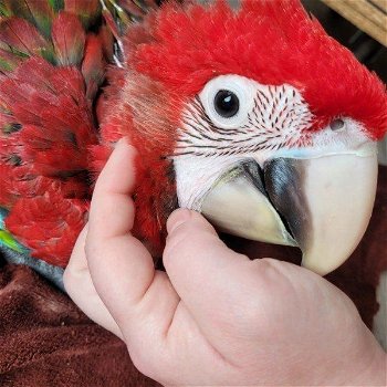 onze Scarlet Macaws. - 0