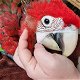 onze Scarlet Macaws. - 0 - Thumbnail