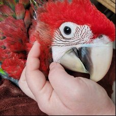 onze Scarlet Macaws.