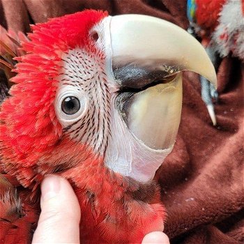 onze Scarlet Macaws. - 1