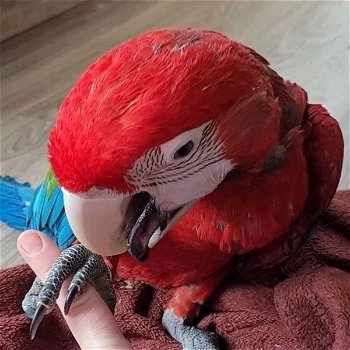 onze Scarlet Macaws. - 2