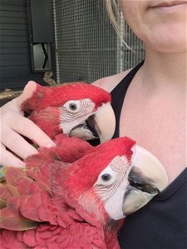 onze Scarlet Macaws. - 3