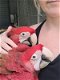 onze Scarlet Macaws. - 3 - Thumbnail