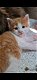 Maine coon kittens - 0 - Thumbnail