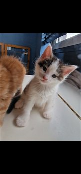 Maine coon kittens - 2