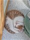 Maine coon kittens - 4 - Thumbnail