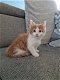 Maine coon kittens - 5 - Thumbnail
