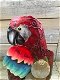 lamp papegaai, paegaai - 6 - Thumbnail
