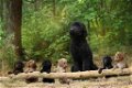 F3 Labradoodle pups - 0 - Thumbnail