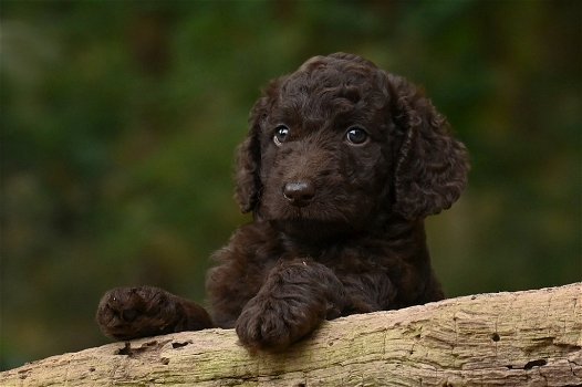 F3 Labradoodle pups - 1