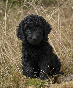 F3 Labradoodle pups - 2