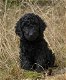 F3 Labradoodle pups - 2 - Thumbnail