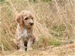 F3 Labradoodle pups - 3 - Thumbnail