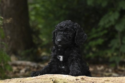 F3 Labradoodle pups - 4