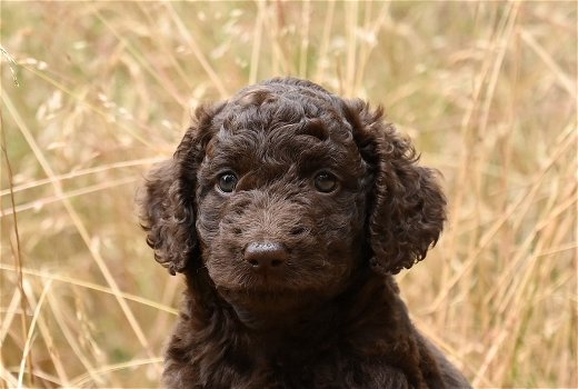 F3 Labradoodle pups - 5