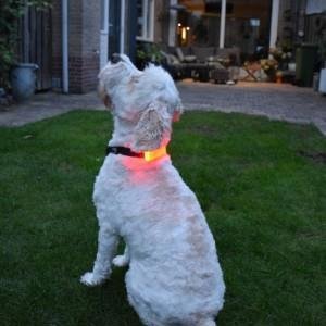 Rode LED verlichting voor om hondenhalsband - 3