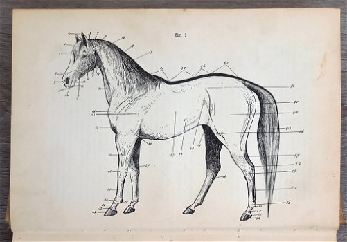 [Paardrijden] Rijden en Africhten [c. 1937] Van Reede - 3
