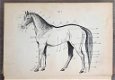 [Paardrijden] Rijden en Africhten [c. 1937] Van Reede - 3 - Thumbnail